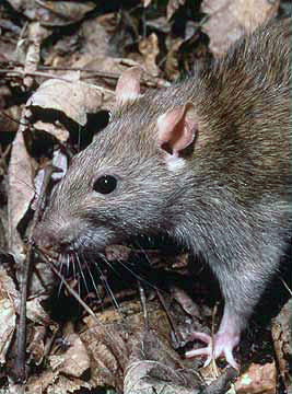 Fil:Rattus norvegicus.jpg