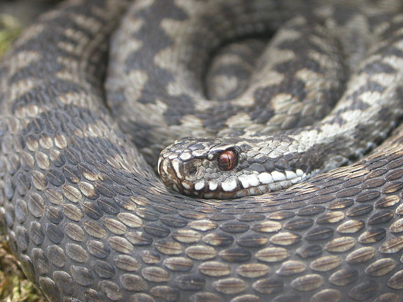 Fil:Viperaberus1.jpg