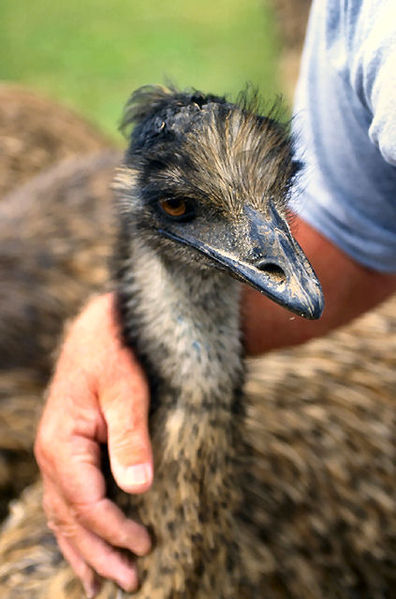 Fil:Emu USDA98c0179.jpg