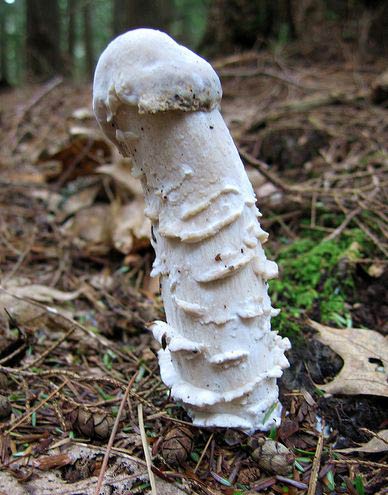 Fil:Fungi04.jpg