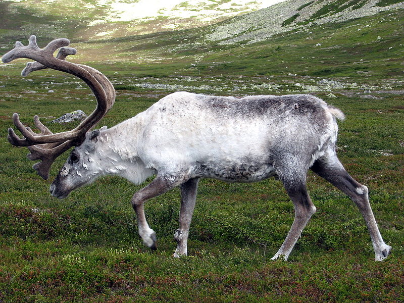 Fil:Reindeer Sweden.jpg