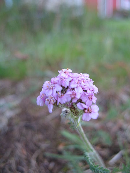 Fil:Achillea millefolium ryllik1.jpg