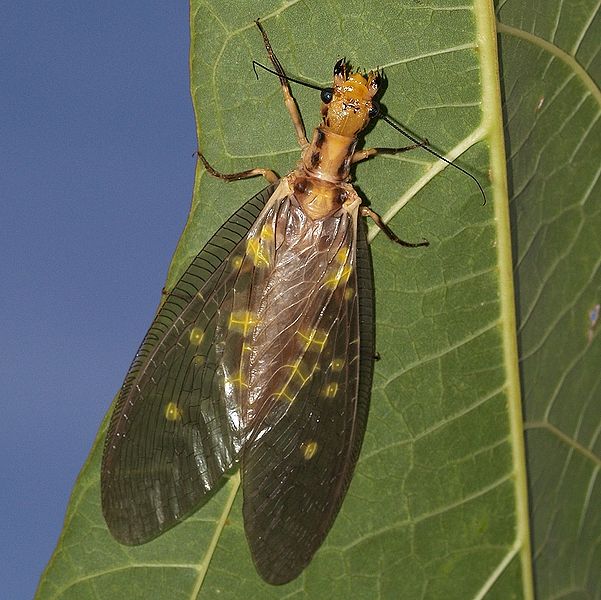 Fil:Protohermes grandis.jpg