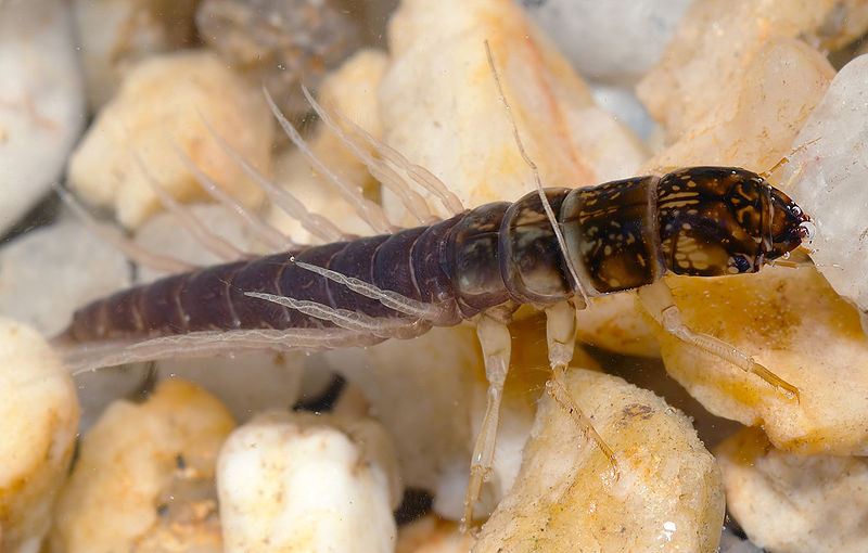 Fil:Sialis lutaria larva (aka).jpg
