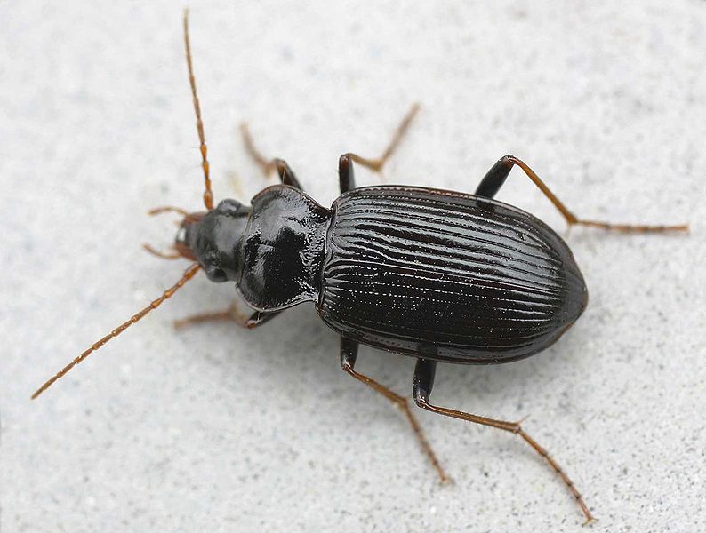 Fil:Nebria brevicollis01.jpg