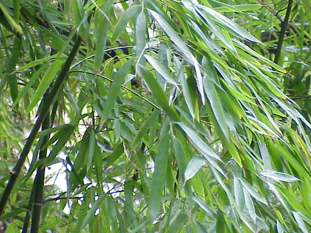 Fil:Phyllostachys aurea0.jpg