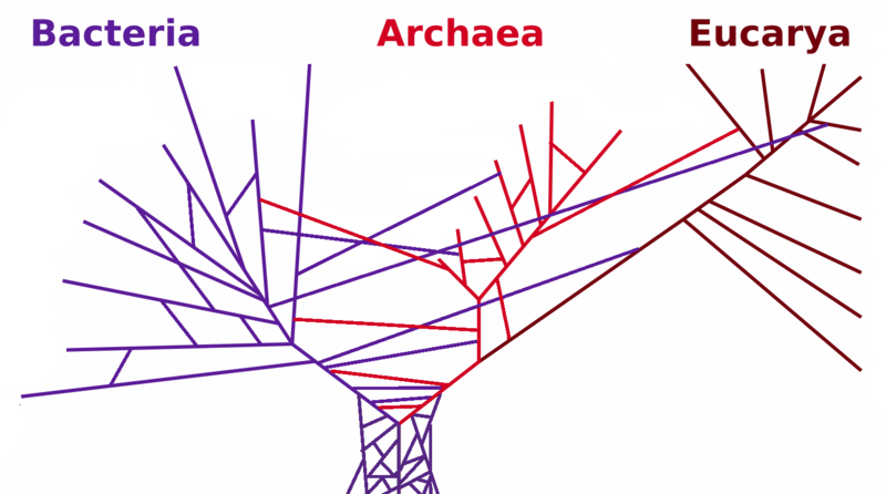 Fil:PhylogeneticTree horizontal transfers.png