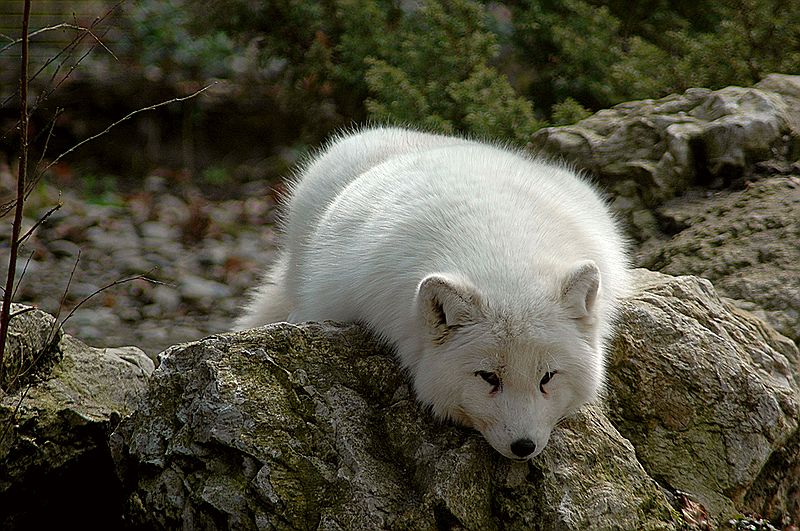 Fil:Polarfuchscele4.jpg
