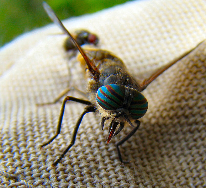 Fil:NorwegianGadfly.jpg