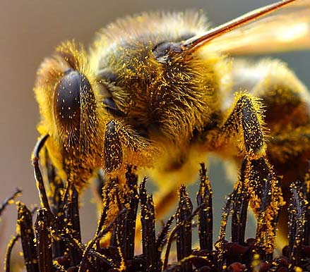 Fil:Bees Collecting Pollen cropped.jpg