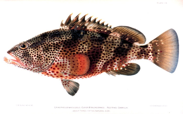 Fil:Epinephelus maculatus.jpg
