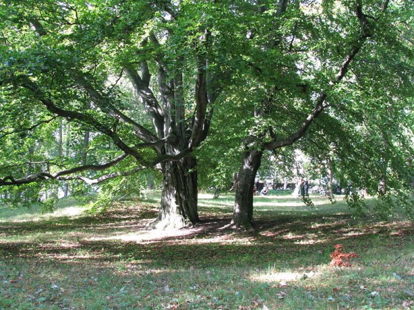 Fil:Ringvebeech-Trondheim.jpg