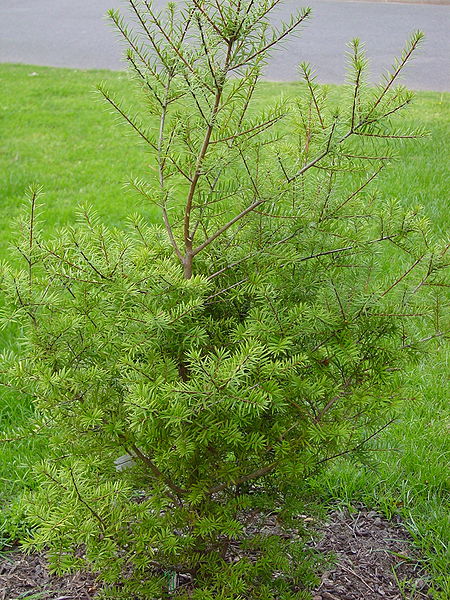Fil:Keteleeria davidiana.jpg