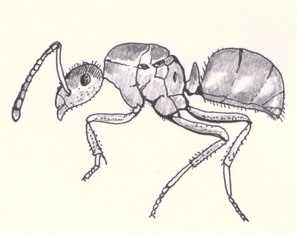 Fil:Hym-formicinae.gif