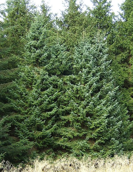 Fil:Picea omorika0.jpg