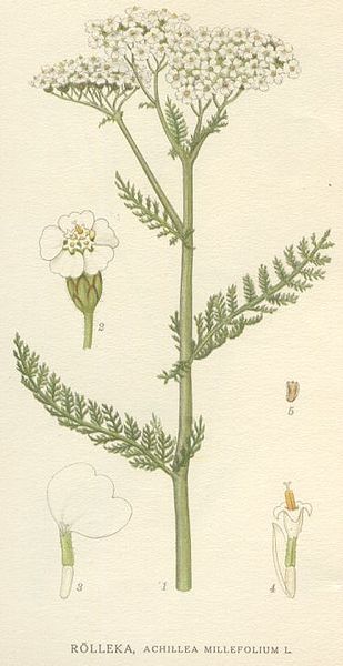 Fil:Achillea millefolium NF.jpg