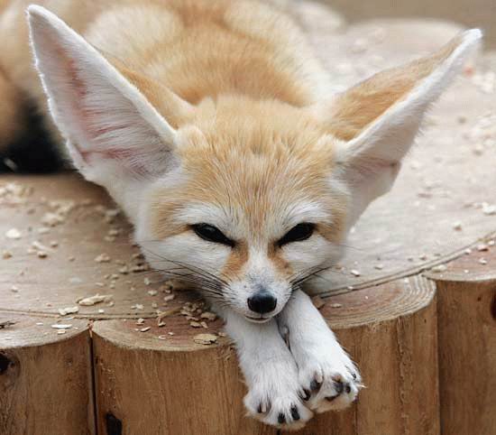 Fil:Fennec Fox.jpg