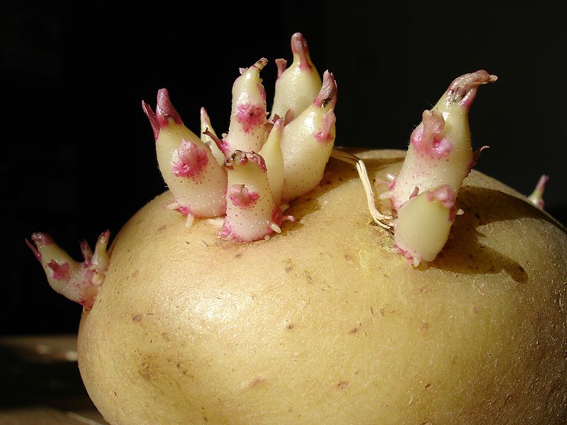 Fil:Potato sprouts.jpg
