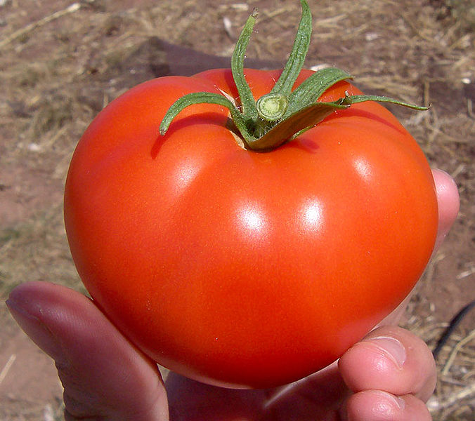 Fil:Tomato.jpg