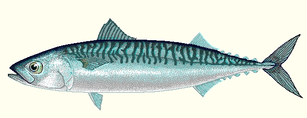 Fil:Makrell.jpg