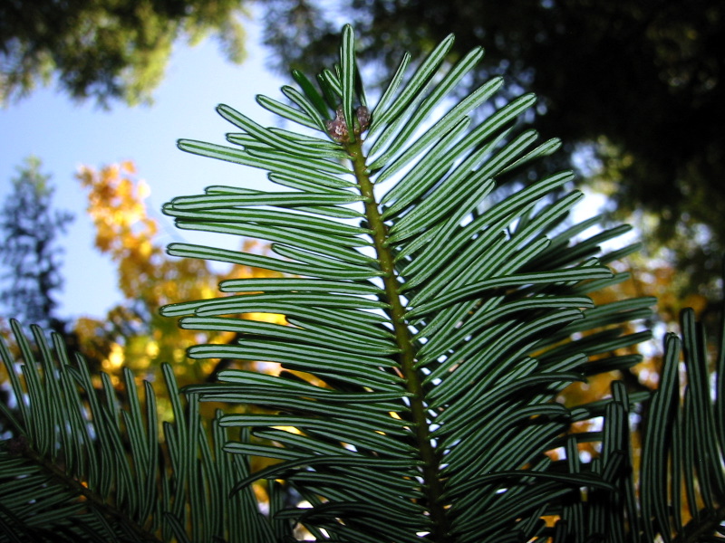 Fil:GrandFir 7591.jpg