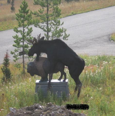 Fil:Hornymoose.jpg