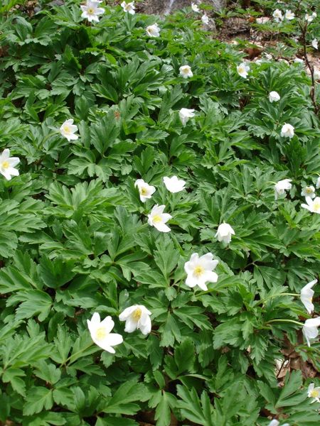 Fil:Anemone sylvestris 01012005.jpg