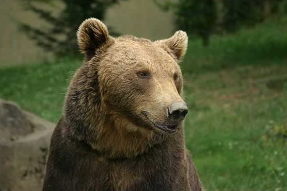 Fil:Ours des pyrenees aspe 2002.jpg