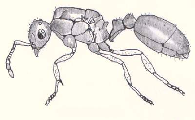 Fil:Hym-myrmicinae.gif