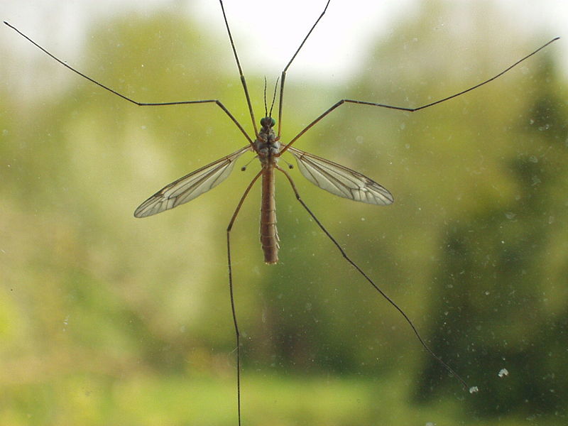 Fil:Crane fly on window.jpg