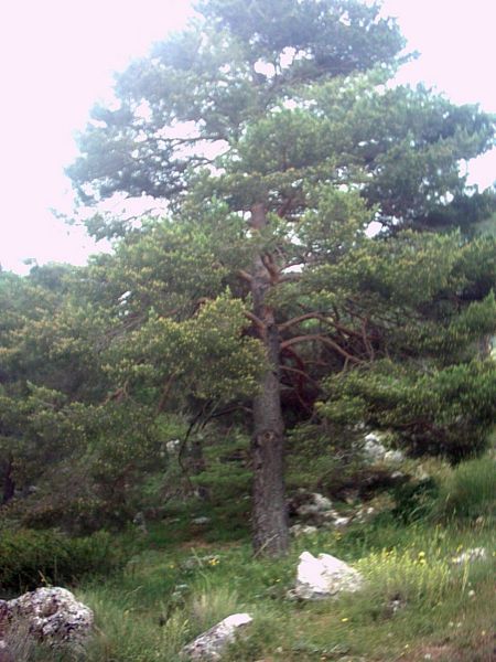 Fil:Pimus sylvestris-subsp nevadensis.jpg