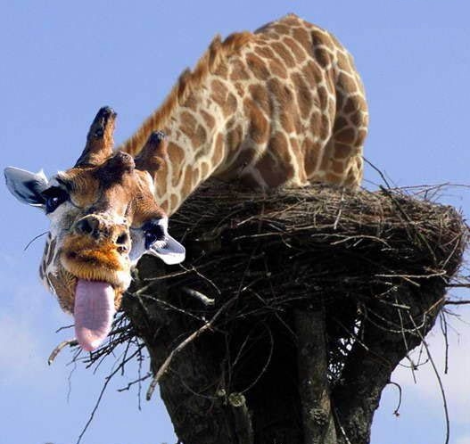 Fil:Giraff tre.jpg