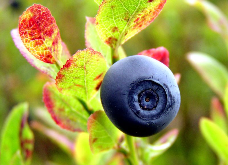 Fil:Norwegian blueberry.jpg