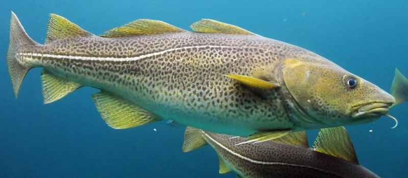 Fil:Skrei.jpg